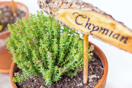 Flowerpot with thyme plant and plate, isolatedの写真素材