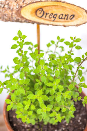 Flowerpot with oregano plant and plate, isolatedの写真素材