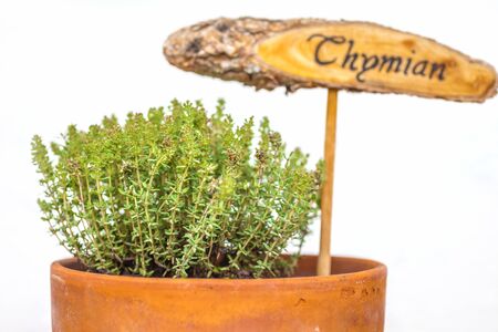 Flowerpot with thyme plant and plate, isolatedの写真素材