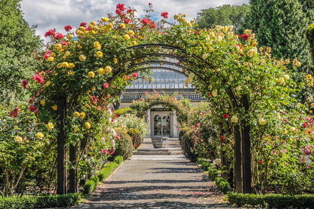 Rose garden in the Botanic Gardens, Canterbury, South Island,  New Zealandのeditorial素材