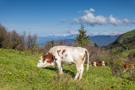 Grazing cows on the Alpe di Siusi, South Tyrol, Italyのeditorial素材