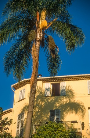 Palm tree and old house in Menton, Cote Azur, Franceのeditorial素材