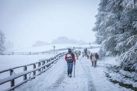 Cows in mountain snowy valley in Valle Aurina, South Tyrol, Italyのeditorial素材