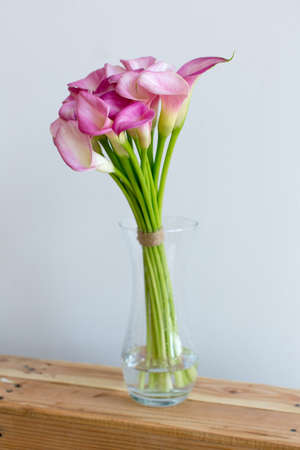 Bunch of pink callas in the vase on white backgroundの写真素材