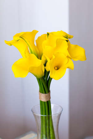 Bunch of yellow callas in the vase on white backgroundの写真素材