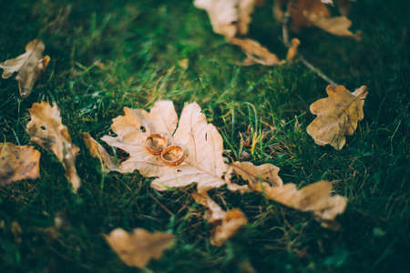 Wedding rings on the autumnの写真素材