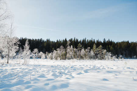 Winter field landscape with the frosty trees lit by soft sunset light - snowy landscape scene in warm tones with snow covered field and trees covered with frostの写真素材