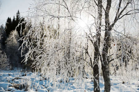Branches covered with ice and snow after an icy rain. The sun shines through themの写真素材