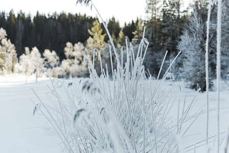 Branches covered with ice and snow after an icy rain. The sun shines through themの写真素材
