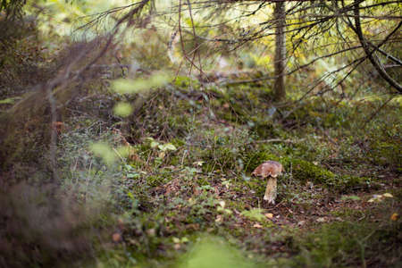 Cep or Boletus Mushroom growing on lush green moss in a forest (Boletus edulis)