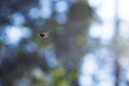 Spider on a web against green grass blurred backgroundの写真素材