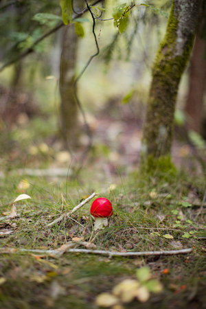 Fly agaric (Amanita Muscaria) mushroom in the forest. Red cap mushroom close up.の写真素材