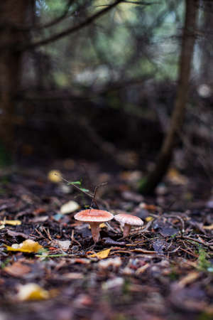 Fly agaric (Amanita Muscaria) mushroom in the forest. Red cap mushroom close up.