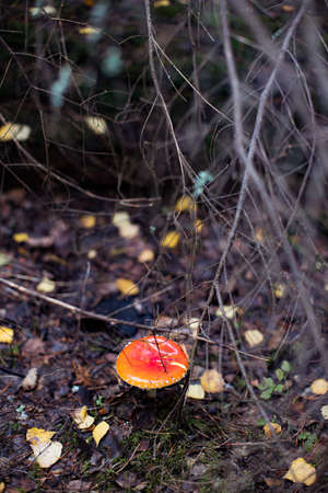 Artificial green christmas tree with built-in garland isolated on white backgroundの写真素材