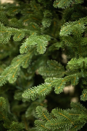 branches of a Christmas tree