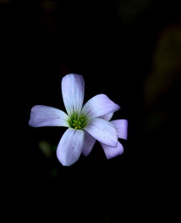 Oxalis flowersの写真素材