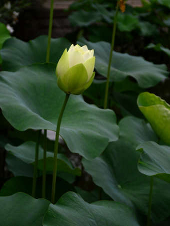 Lotus budの写真素材