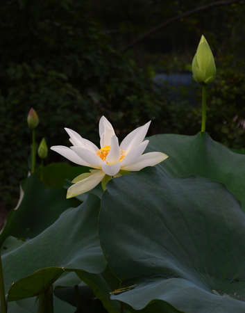 White lotusの写真素材