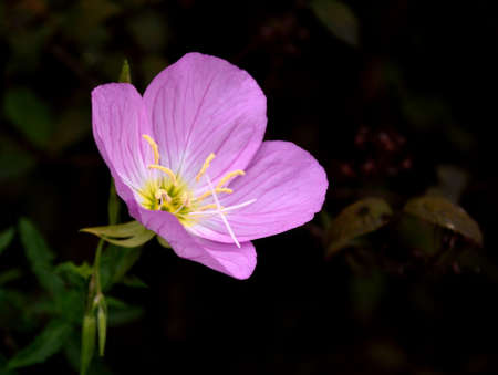 Pink Evening Primroseの写真素材