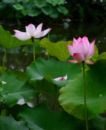 Blooming lotusの写真素材