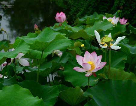 Lotus in full bloomの写真素材