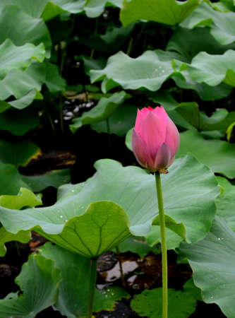 Pink lotus budの写真素材