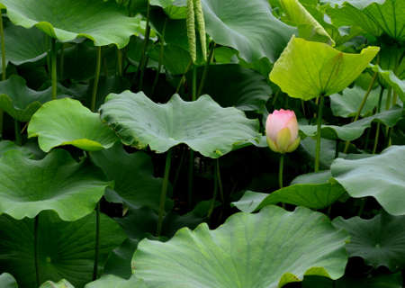 Lotus budの写真素材