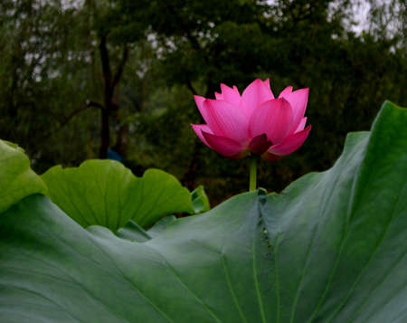 Beautiful pink lotusの写真素材