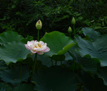 Elegant Lotusの写真素材
