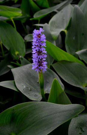 Blooming purple pickerel weed の写真素材