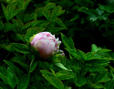 Budding peoniesの写真素材