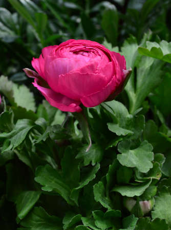 Budding flower Ranunculusの写真素材