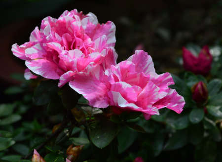Pink Azaleaの写真素材