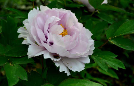  beautiful peonyの写真素材