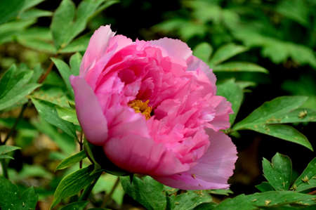 Beautiful pink peonyの写真素材