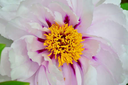 Pink peony flower close-upの写真素材
