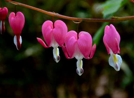 Lamprocapnos spectabilisの写真素材