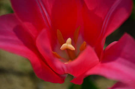 Tulip flower close-up
