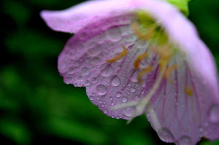 Primroseの写真素材