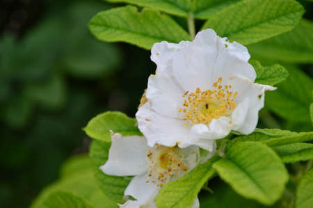 White roseの写真素材