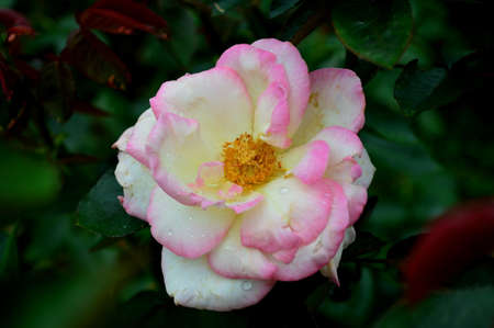 Pink roseの写真素材