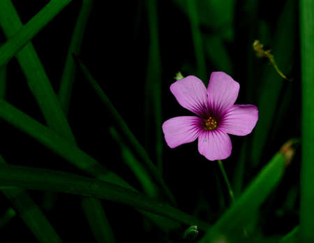 Blooming Pink Shamrockの写真素材