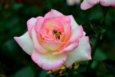 Pink roseの写真素材