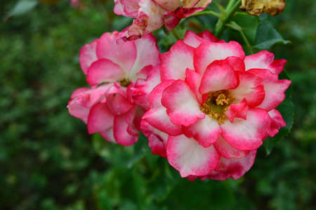 Bright pink roseの写真素材