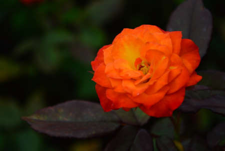 Orange roseの写真素材