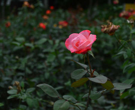 Beautiful pink roseの写真素材