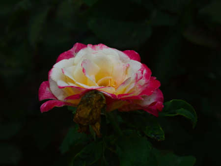 Beautiful pink roseの写真素材
