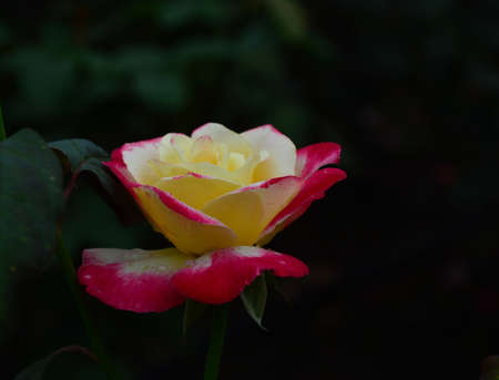 Beautiful roseの写真素材