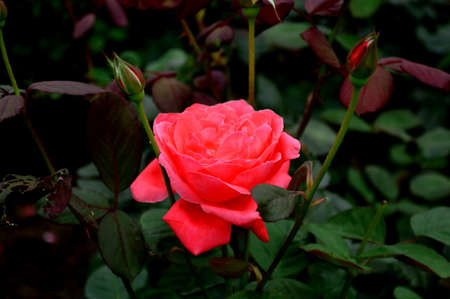 Red roseの写真素材