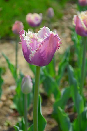 Purple tulipsの写真素材